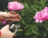 Hands prune pink peonies. This image shows when to cut back peonies for optimal bloom.