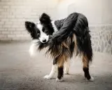 Czarno-biały pies rasy border collie, z brązowymi oczami, zabawnie gryzie swój puszysty ogon.