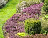 Un jardin luxuriant avec des bruyères violettes et blanches, une pelouse verte et un buis taillé. Une belle plante pour bordure sans entretien.