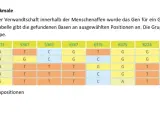 Tabelle zeigt DNA-Basen von Mensch, Schimpanse, Gorilla, Orang-Utan und Makaken. Hilft, ein Kladogramm zu erstellen.