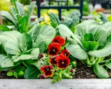 A vibrant garden bed bursts with lush green bok choy and kale, punctuated by cheerful red and yellow pansies, a beautiful display of spring perennials.
