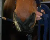 Pferd mit gelblichem Nasenausfluss, ein mögliches Symptom von Druse. Ein Halfter wird gehalten.
