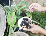 Utilisation du marc de café pour fertiliser des plantes d'intérieur, comme l'aloe vera et le caladium.