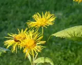 Gelbe Blüten des Alants, bekannt für ihre positive Alantwurzel Wirkung Lunge, blühen im satten Grün.