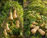 Un plant de butternut prospère, avec des courges suspendues à une structure en bois et d'autres reposant sur le sol, prêtes pour la récolte.