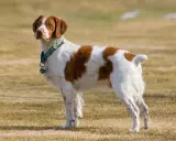 Épagneul Breton blanc et marron, un chien plein de vie, dont l'espérance de vie est longue.