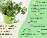 Planta de hiedra en maceta verde, con consejos de cuidado, riego, poda y reproducción.
