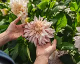 Händer som varsamt håller en stor, ljusrosa dahlia. En vacker syn för alla som älskar att odla dahlia.