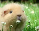 Ein flauschiges Meerschweinchen genießt sein frischfutter im Gras.