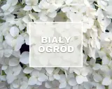 Białe kwiaty ogrodowe wieloletnie tworzą magiczny, śnieżnobiały ogród.