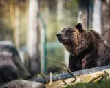 Brązowy niedźwiedź siedzi na powalonym drzewie. Pamiętaj, co zrobić jak spotkasz niedźwiedzia: zachowaj spokój i powoli się wycofaj.