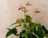 En vacker anthurium, även känd som rosenkalla, med sina karakteristiska blad och blommor. Observera att rosenkalla giftig.