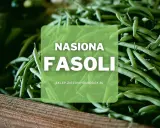 Duża ilość zielonych strąków fasoli, idealnych do wysiewu. Nasiona fasoli z pewnością obrodzą w Twoim ogrodzie.