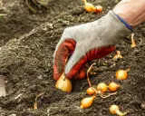 Main d'un jardinier plantant des bulbilles d'oignons dans la terre. Idéal pour savoir que planter après les oignons.