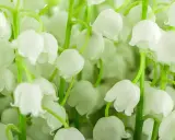 Un bouquet de muguet blanc, prêt à être planté, avec ses clochettes délicates et son parfum printanier.