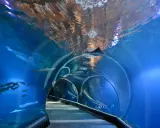 Podwodny tunel w akwarium, gdzie pływają ryby i rekiny. Niezwykłe wrocławskie atrakcje dla dorosłych, które przenoszą w morskie głębiny.