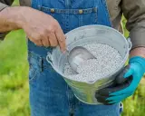 Rolnik w ogrodniczkach nabiera łopatką białe granulki, które są kreda nawozowa, do metalowego wiadra.