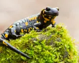 Czarny salamander plamisty z żółtymi cętkami, symbol Tatrzańskiego Parku Narodowego, siedzi na omszałym kamieniu.