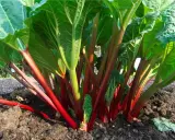 Vibrant red rhubarb stalks emerge from rich soil, showing where to plant rhubarb for a bountiful harvest.