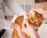 Delikatne czyszczenie uszu rudego kota. Dwie pary rąk pomagają w zabiegu, jedna przytrzymuje głowę, druga ostrożnie czyści ucho.