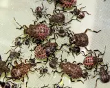 A cluster of brown marmorated stink bugs in various life stages, from tiny nymphs to larger adults, are shown on a light green surface.