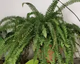 Une luxuriante fougère de Boston, avec ses longues frondes vertes retombantes, apporte une touche de nature à l'intérieur.