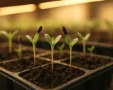 Små plantor med fröskal kvar på bladen växer i en odlingstråg. Kanske är det solrosor eller så tagetes som snart ska planteras ut.