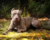 Szlachetny pitbull o brązowej sierści leży na trawie, otoczony zielenią.