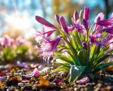 Agapanthe en pleine terre, ses fleurs mauves s'épanouissent sous le soleil. L'entretien est simple pour cette plante qui embellit le jardin.