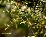 Des olives vertes sur une branche d'olivier, symbole de l'olivier bienfait et de la nature.