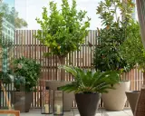 Un limonero, magnolios y palmeras crean un oasis verde. Estas plantas para terrazas transforman el espacio exterior en un refugio natural.