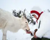 En ung person i samedräkt matar en ren i snön. En vacker scen från ett film om samer.