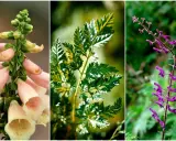 Tre vackra men giftiga växter: fingerborgsblomma, hundkäx och stormhatt. En vacker men giftig buske.