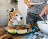 Un beagle attend patiemment, espérant une part de la ration ménagère chien. Un homme sert un repas.