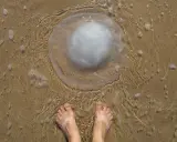 Piedi nudi sulla sabbia bagnata, vicini a una grande medusa trasparente. Un monito sul perché le meduse pungono, per difendersi.