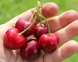 Fünf saftige Sauerkirschen liegen in einer Hand. Die Erntezeit ist da, und diese Früchte sind bereit, genossen zu werden.