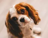 Uroczy Cavalier King Charles Spaniel, który ma 3 lata psie na ludzkie, patrzy z zaciekawieniem.