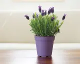 Planta de lavanda en maceta morada, ideal para interiores. Sus cuidados son sencillos: sol y buen drenaje.