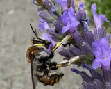 Eine Biene sammelt Nektar am Lavendel. Das Lavendel schneiden ist noch nicht dran, die Natur ist fleißig.