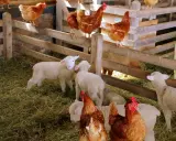 Galline e agnelli in un recinto di legno in una fattoria nelle Marche. La scena è piena di fieno e animali che interagiscono pacificamente.