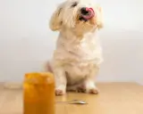 Un adorable chien blanc lèche sa langue, savourant une délicieuse cacahuète. Un pot de beurre de cacahuète est visible.