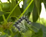 A fuzzy walnut caterpillar with black and white stripes crawls on a green stem, surrounded by lush foliage.