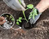 Sadzenie pomidorów: rękawiczki i nawóz w dołku. Pamiętaj o odpowiednich odstępach, by rośliny miały miejsce do wzrostu.