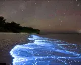 Nocne Malediwy: plaża rozświetlona bioluminescencyjnym morzem gwiazd, a nad nią rozgwieżdżone niebo.