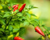 Pied de piment rougeoyant, prêt à être récolté. La nature nous offre un aperçu de la durée de vie d'un pied de piment, de la fleur au fruit.