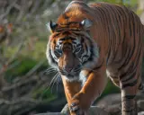Tygrys w zoo rzym, majestatycznie kroczy po kamieniach, jego pomarańczowe futro lśni w słońcu.