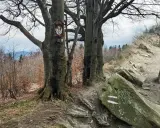 Kapliczka na drzewie przy kamienistej trasie na Leskowiec. Szlak prowadzi przez las, z widokiem na góry.