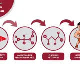 Illustration zeigt, wie Krafttraining mit Protein zu Muskelaufbau führt: Mikroverletzte Muskelfasern werden durch Aminosäuren repariert, Leucin aktiviert den Prozess, was zu gestärkter Muskulatur führt.