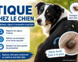 Un chien avec une tique mal enlevée sur le dos. L'image montre des conseils pour protéger votre chien des tiques.