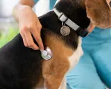 Un vétérinaire examine un chien beagle avec un stéthoscope, vérifiant s'il y a une tique.
